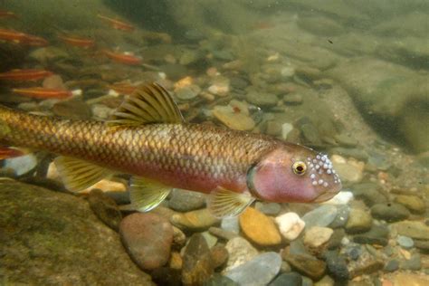 cub fish|The Ultimate Guide to Chub Fish: Everyt.